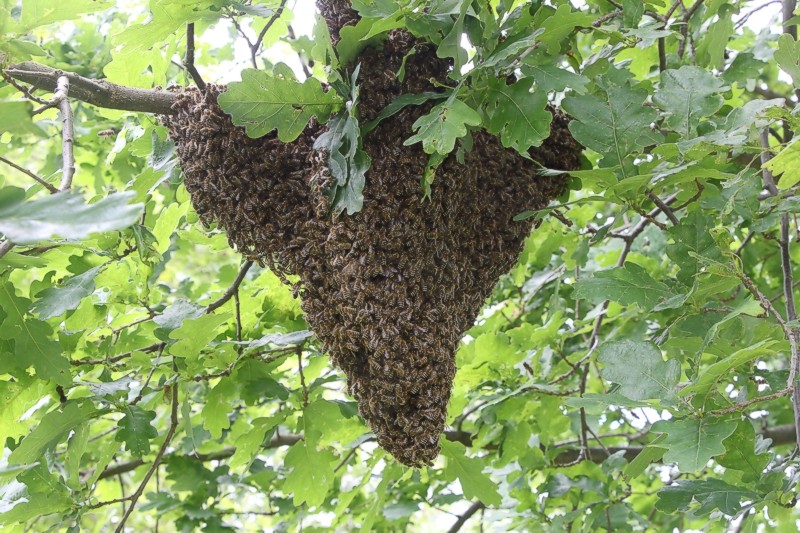 Schwarmtraube in einer Eiche